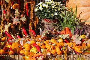 kleurrijk biologisch pompoenen en kalebassen Aan agrarisch eerlijk. oogsten herfst tijd concept. tuin vallen natuurlijk fabriek. dankzegging halloween decor. feestelijk boerderij landelijk achtergrond. vegetarisch voedsel. foto