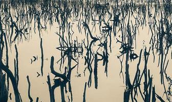 mangrove Woud degradatie, achteruitgang mangrove Woud is een ecosysteem dat heeft geweest ernstig gedegradeerd of geëlimineerd zo naar verstedelijking, en vervuiling. nemen zorg en beschermen de mangrove Woud. foto