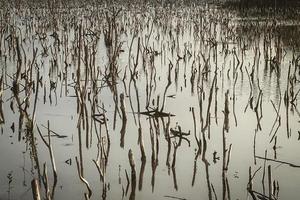 mangrove Woud degradatie, achteruitgang mangrove Woud is een ecosysteem dat heeft geweest ernstig gedegradeerd of geëlimineerd zo naar verstedelijking, en vervuiling. nemen zorg en beschermen de mangrove Woud. foto