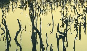 mangrove Woud degradatie, achteruitgang mangrove Woud is een ecosysteem dat heeft geweest ernstig gedegradeerd of geëlimineerd zo naar verstedelijking, en vervuiling. nemen zorg en beschermen de mangrove Woud. foto