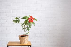 rood hibiscus rassen bloem met bont bladeren in een rieten planter in de interieur tegen een wit steen muur. groeit huis planten in een pot Bij groen huis foto