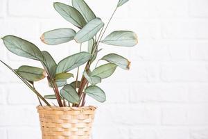 ctenanthe burle-marxii amagris in interieur Aan wit steen muur. marantaceae ingemaakt huis planten, groen huis decor, zorg en teelt foto