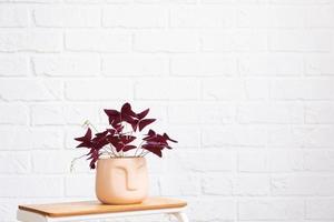 oxalis rood in een pot met een gezicht met vlinder bladeren Aan een staan in interieur Aan wit steen muur. ingemaakt huis planten, groen huis decor, zorg en teelt foto