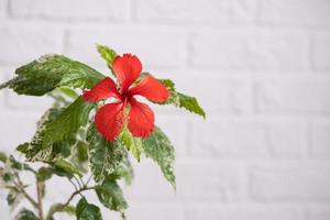 rood hibiscus rassen bloem met bont bladeren in een rieten planter in de interieur tegen een wit steen muur. groeit huis planten in een pot Bij groen huis foto