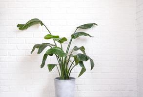 strelitzia nicolai in de interieur Aan de achtergrond van een wit steen muur. groen huis, ingemaakt fabriek foto