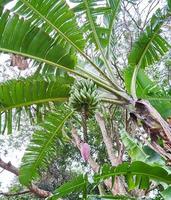 banaan gelukzaligheid. een vers groen banaan boom in haar natuurlijk leefgebied foto