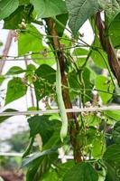 groen bonen groeit vers Aan de plantage foto