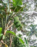 banaan gelukzaligheid. een vers groen banaan boom in haar natuurlijk leefgebied foto