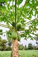 vers en jong. een visie van papaja bomen Bij de plantage foto