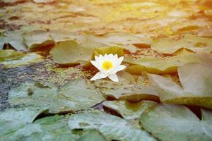 wit lotus bloem met geel stuifmeel Aan water oppervlakte foto