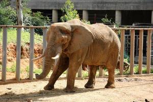 een Afrikaanse olifant leeft in een dierentuin in Israël. foto