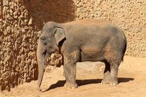 een Afrikaanse olifant leeft in een dierentuin in Israël. foto