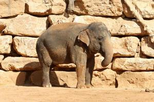 een Afrikaanse olifant leeft in een dierentuin in Israël. foto