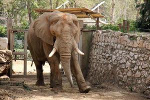 een Afrikaanse olifant leeft in een dierentuin in Israël. foto