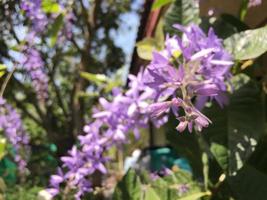 bloesem Purper bloem van schuurpapier Liaan, koninginnen lauwerkrans, Purper lauwerkrans, Petrea volubilis ik. foto