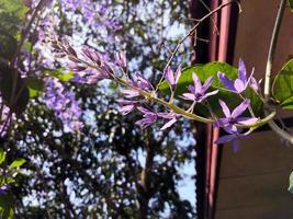 bloesem Purper bloem van schuurpapier Liaan, koninginnen lauwerkrans, Purper lauwerkrans, Petrea volubilis ik. foto