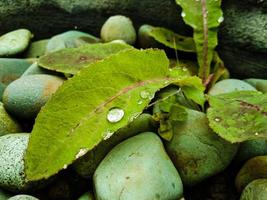 dichtbij omhoog van water druppels Aan een blad foto