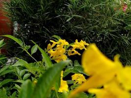 een TROS van helder geel bloemen in de tuin. foto