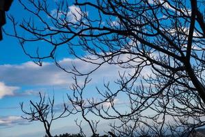 naakt takken van een boom tegen blauw lucht met sommige wolk foto