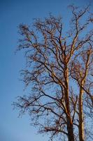 naakt takken van een boom tegen blauw lucht in middag licht foto