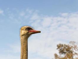portret van struisvogel foto