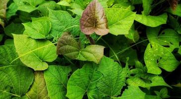 top visie van ipomoea batatas of zoet aardappel fabriek. foto