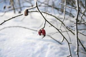 detailopname boom Afdeling gedekt met vorst in winter foto
