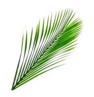 groen bladeren patroon, blad palm boom geïsoleerd Aan wit achtergrond foto