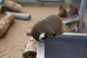 portret van een mangoest in de dierentuin dichtbij foto