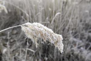 bevroren gedaald blad foto