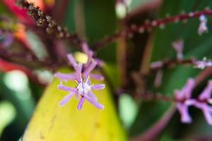 breedbladige palmlelie bloem foto