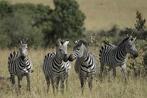 zebra's in Masai mara nationaal park foto