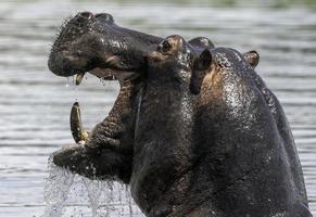 een nijlpaard verhoogt haar hoofd van de chobe rivier- in Botswana. foto