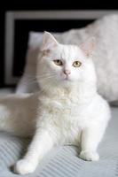 schattig groot wit kat aan het liegen Aan de bed met verdrietig ogen foto