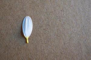 witte margriet bloemblaadjes foto