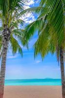palm boom Aan de tropisch strand,met een mooi zee visie Aan blauw lucht natuur achtergrond foto