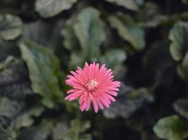 mooi roze gerbera in een tuin . foto