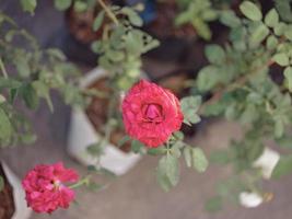 pastel gekleurde rozen. concept Valentijn 's dag foto