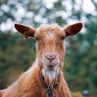 mooi bruin geit portret in de boerderij foto