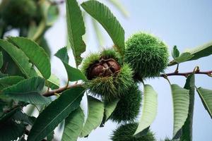 kastanjes Aan de kastanje boom in herfst seizoen foto