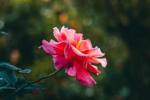 tuin roos, roze rood roos, roos in de tuin, bangladesh tuin roos foto