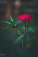 rood gemeenschappelijk zinnia, elegant zinnia bloem in de tuin met donker achtergrond foto