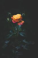 tuin roos, geel roos, roos in de tuin, bangladesh tuin roos foto