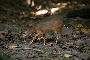 muis herten in een bos foto