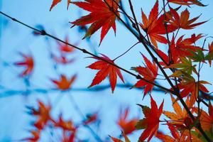 rode esdoornbladeren in de herfstseizoen foto
