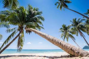 palmbomen op een wit strand
