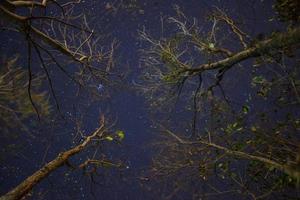 bomen en sterrenhemel foto