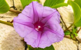 roze Purper ochtend- heerlijkheid geiten voet sluipen strand bloem Mexico. foto