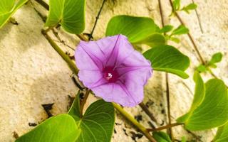 roze Purper ochtend- heerlijkheid geiten voet sluipen strand bloem Mexico. foto