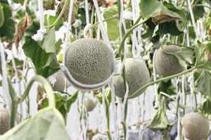 kantaloepen die op boom groeien foto